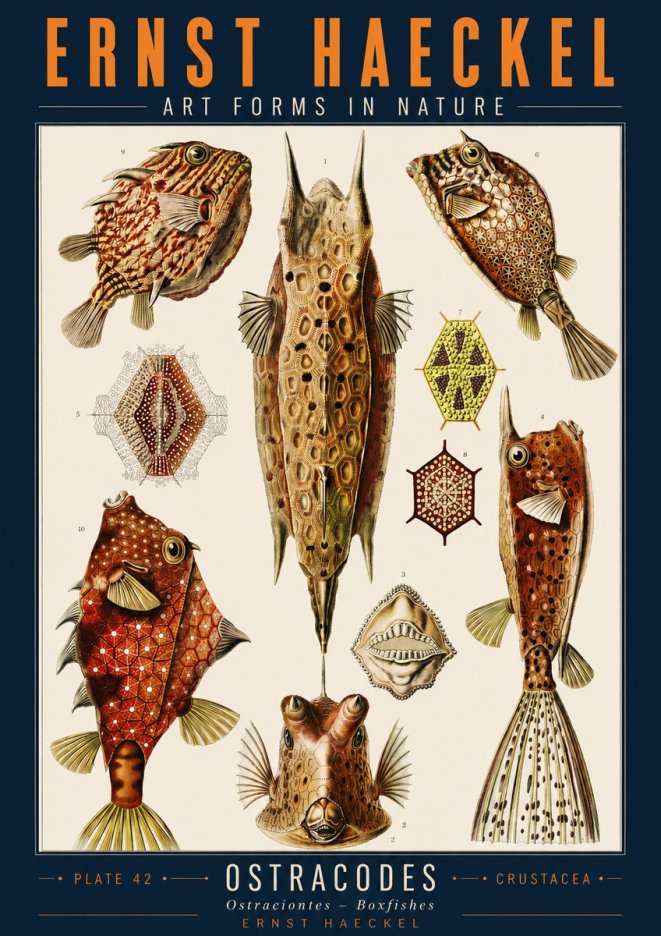 Ernst Haeckel Ostracodes Crustacea No2 - Plakát