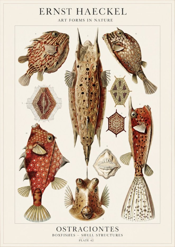 Ernst Haeckel Ostracodes Crustacea No4 - Plakát