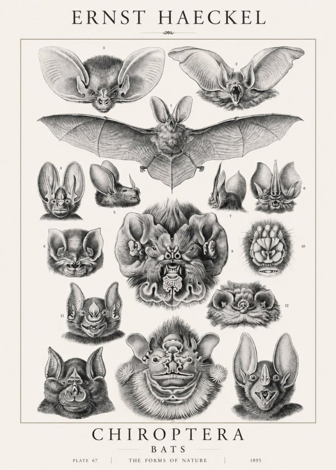 Ernst Haeckel Chiroptera Bats No1 - Plakát