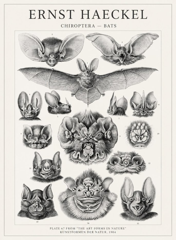 Ernst Haeckel Chiroptera Bats No4 - Plakát