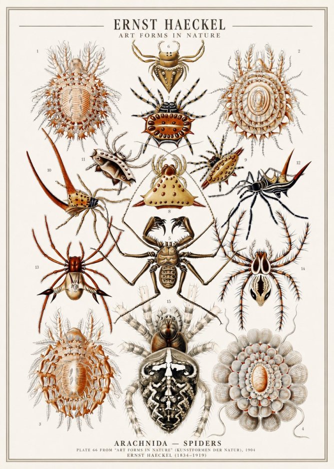 Ernst Haeckel Arachnida — Spiders No1 - Plakát