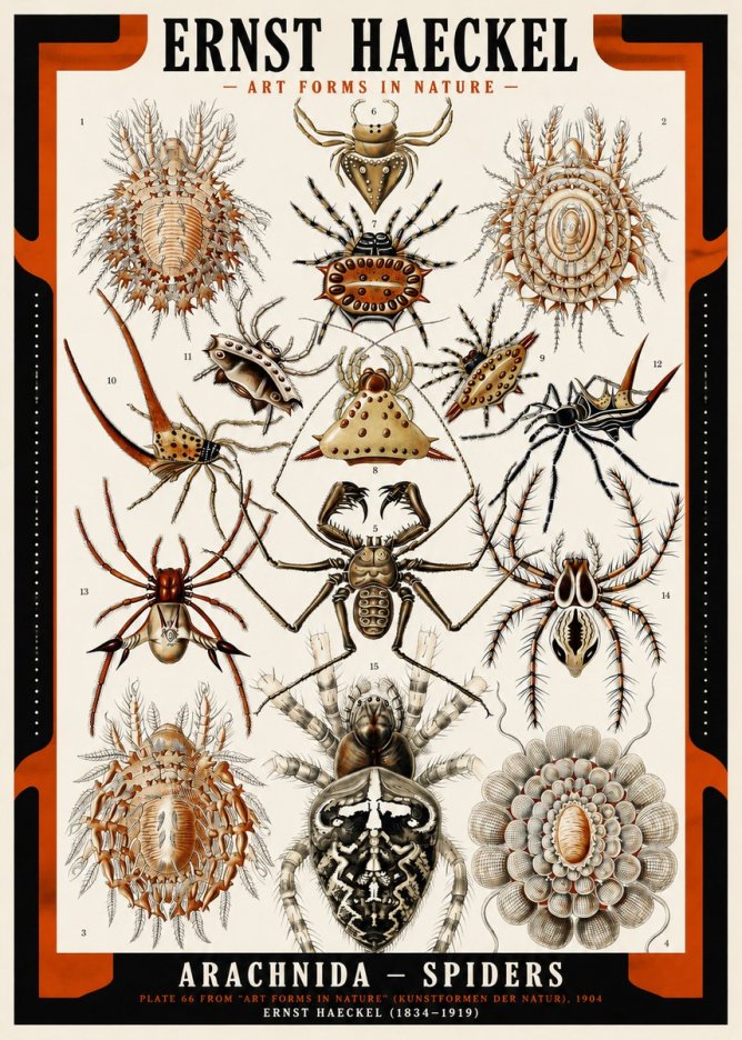 Ernst Haeckel Arachnida — Spiders No2 - Plakát