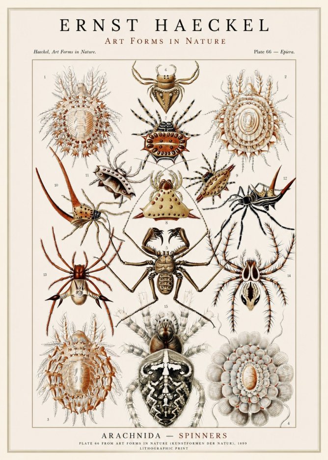 Ernst Haeckel Arachnida — Spiders No3 - Plakát