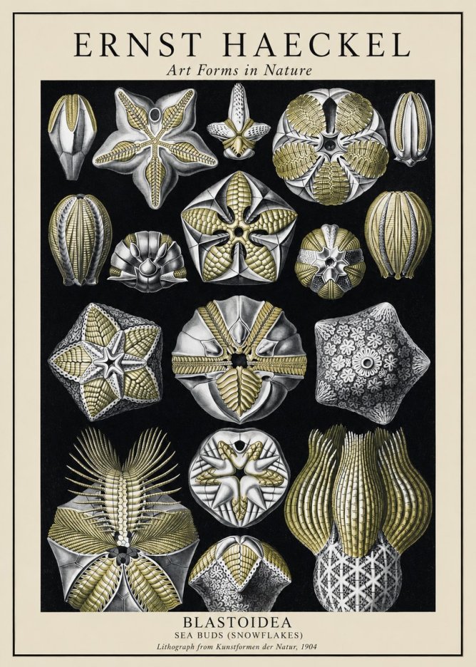 Ernst Haeckel Blastoidea Sea Buds (Snowflakes) No1 - Plakát
