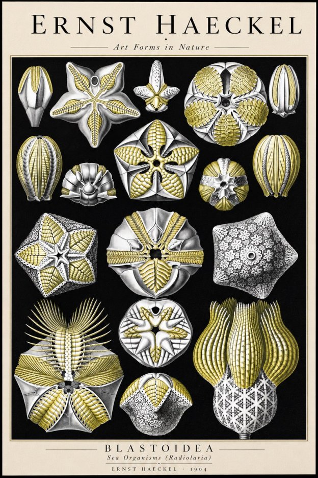 Ernst Haeckel Blastoidea Sea Buds (Snowflakes) No3 - Plakát
