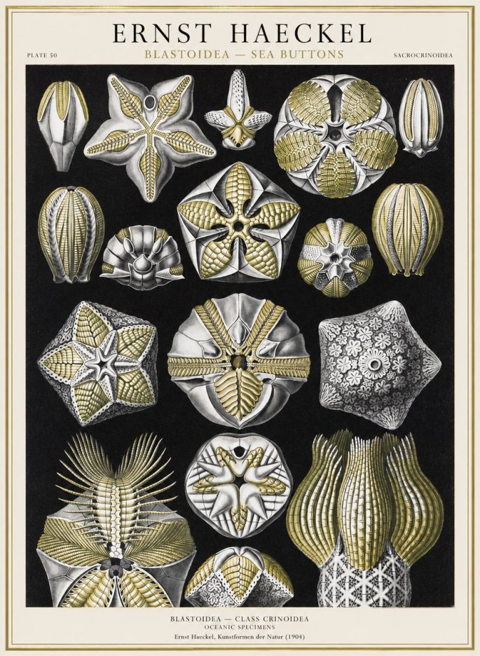 Ernst Haeckel Blastoidea Sea Buds (Snowflakes) No4 - Plakát