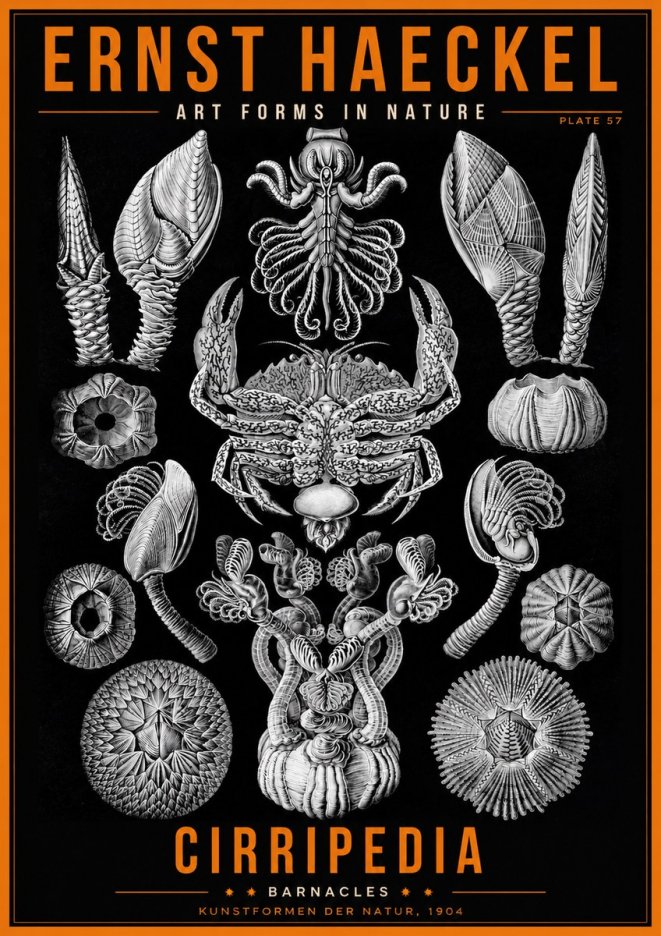 Ernst Haeckel Cirripedia Barnacles No2 - Plakát