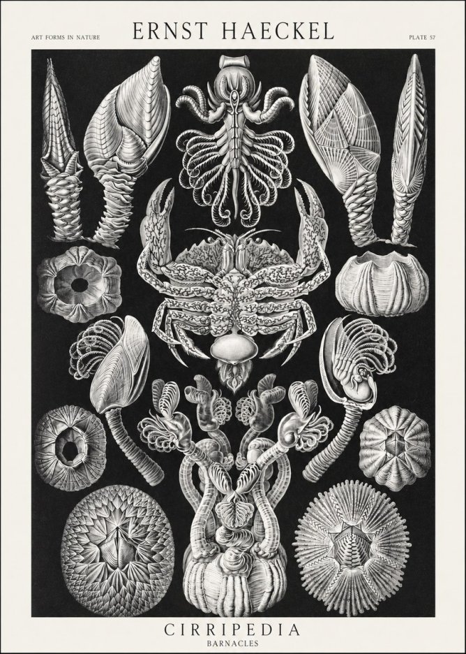 Ernst Haeckel Cirripedia Barnacles No3 - Plakát