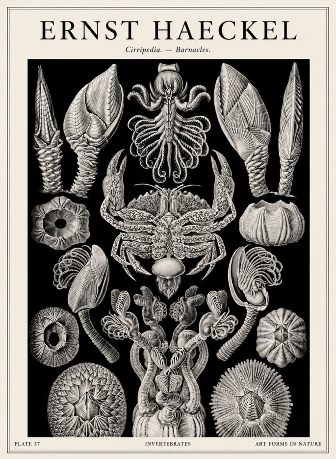 Ernst Haeckel Cirripedia Barnacles No4 - Plakát