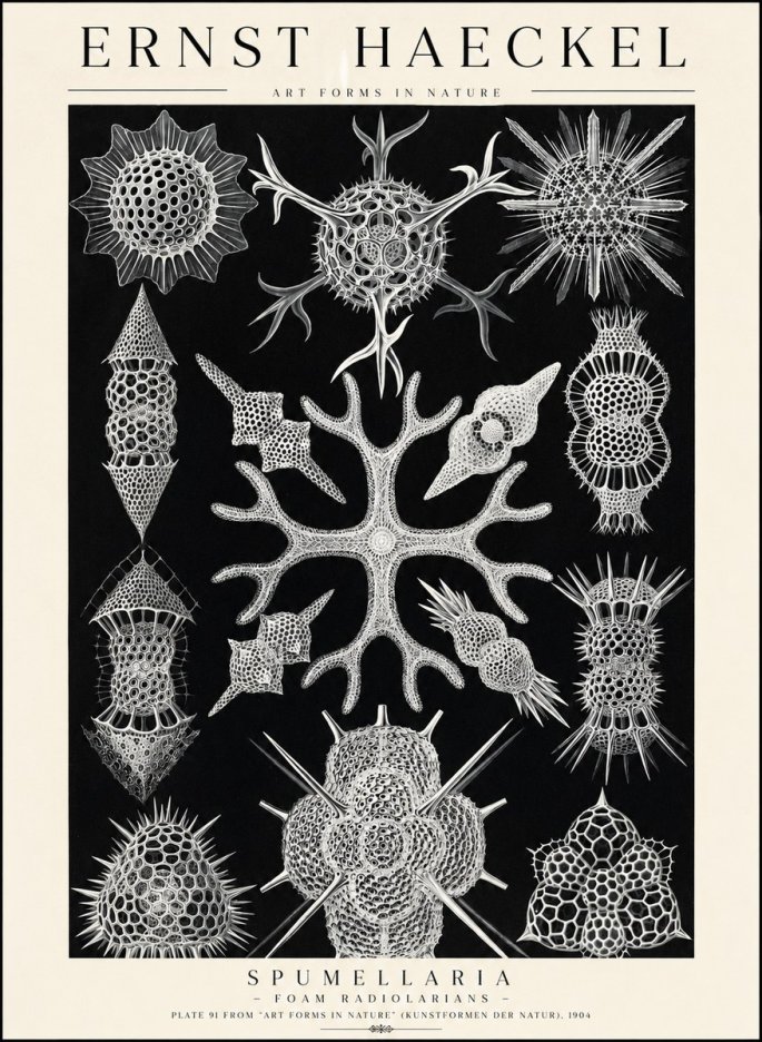 Ernst Haeckel Spumellaria No1 - Plakát