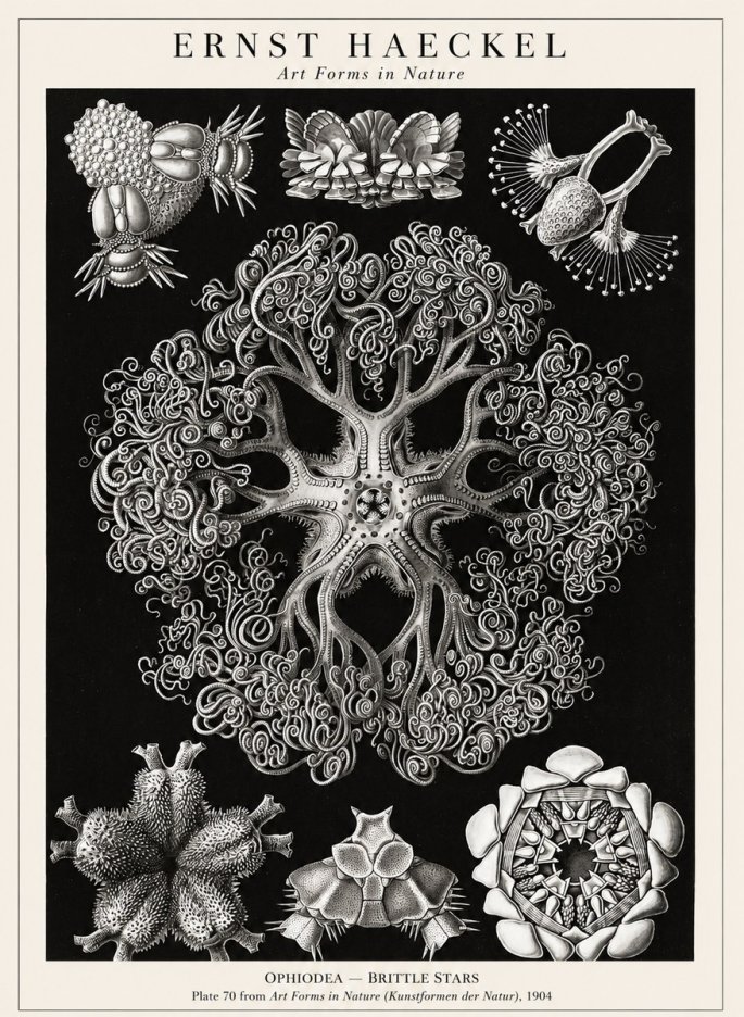 Ernst Haeckel Ophiodea - Brittle Stars II No1 - Plakát