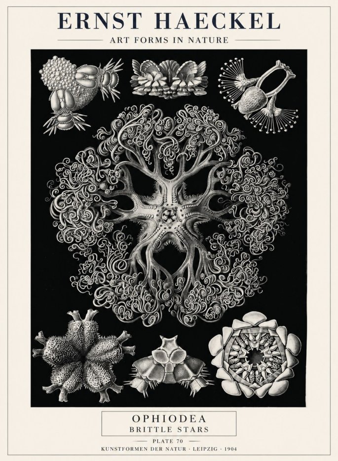 Ernst Haeckel Ophiodea - Brittle Stars II No4 - Plakát