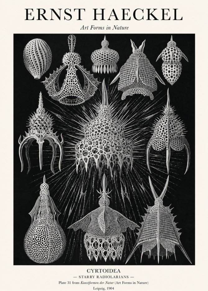 Ernst Haeckel Cyrtoidea - Starry Radiolarians No1 - Plakát