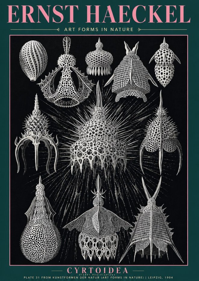 Ernst Haeckel Cyrtoidea - Starry Radiolarians No3 - Plakát