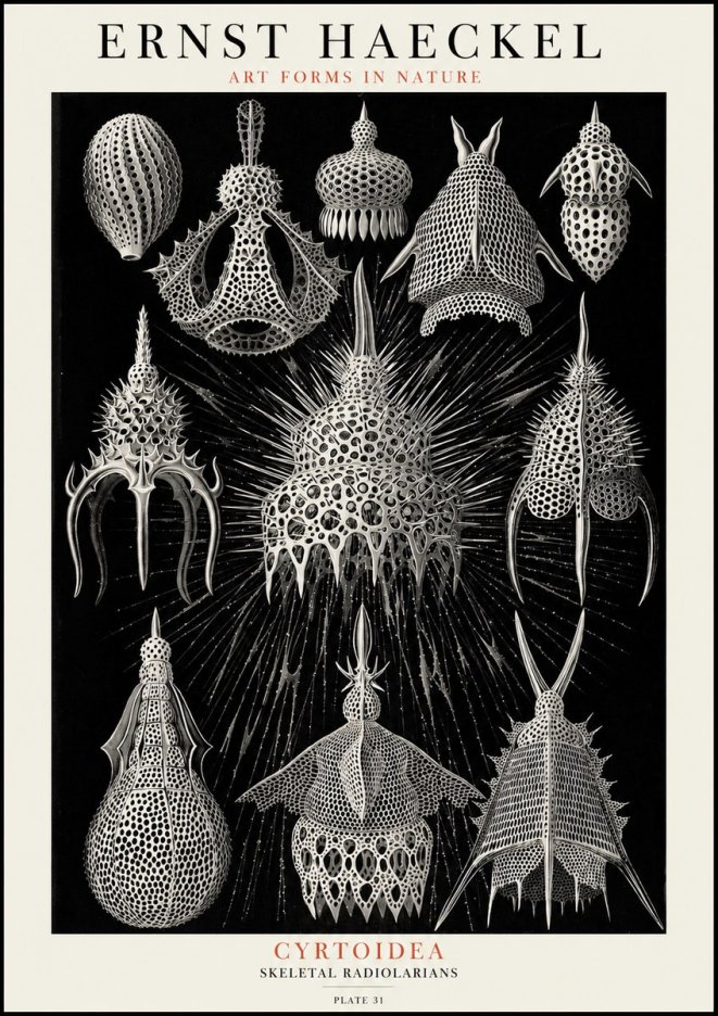 Ernst Haeckel Cyrtoidea - Starry Radiolarians No4 - Plakát