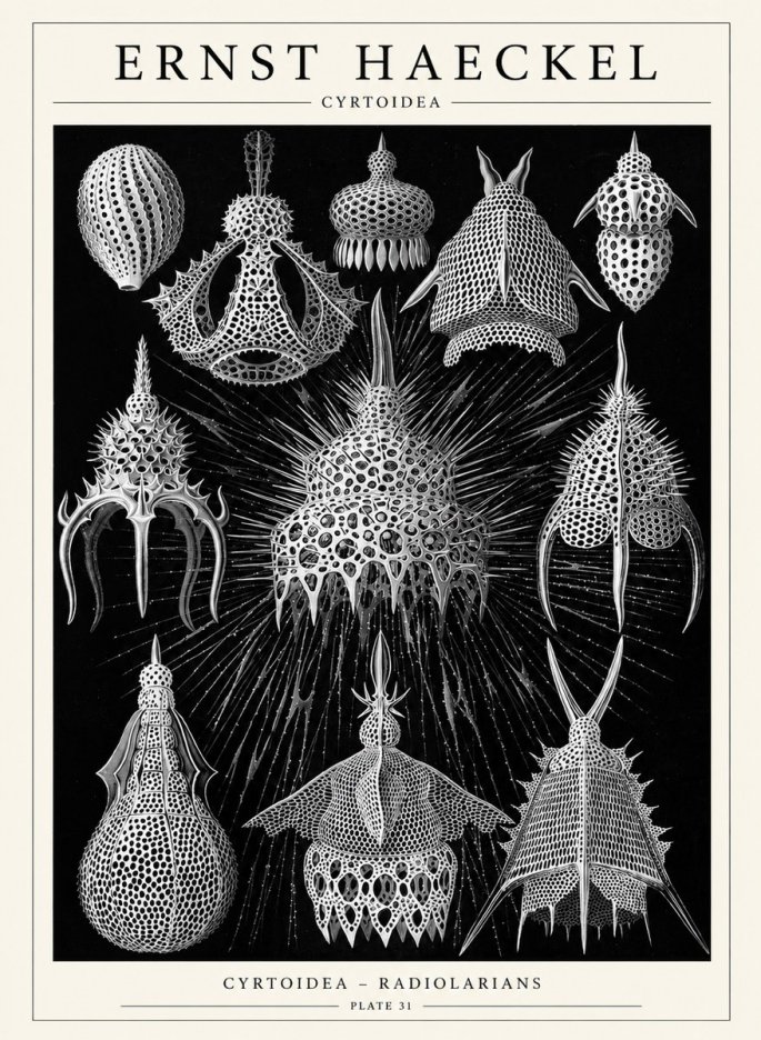 Ernst Haeckel Cyrtoidea - Starry Radiolarians No6 - Plakát