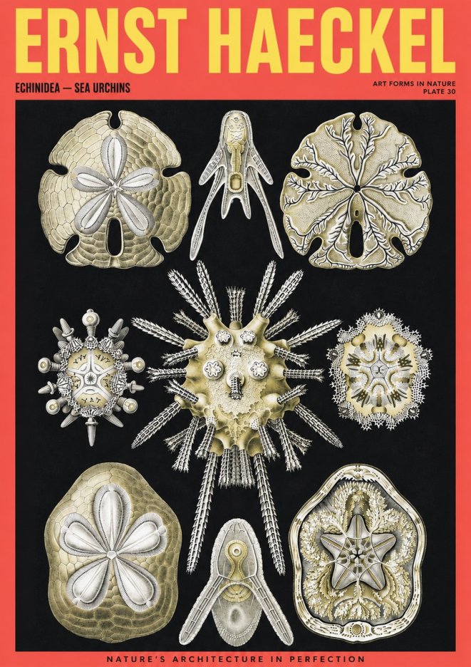 Ernst Haeckel Echinidea — Sea Urchins No2 - Plakát