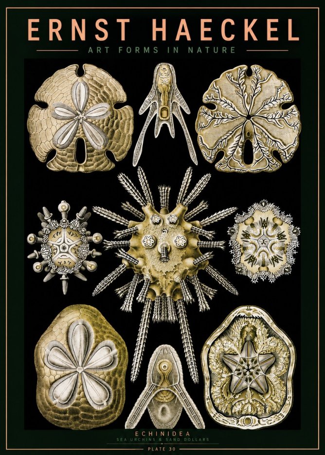 Ernst Haeckel Echinidea — Sea Urchins No5 - Plakát