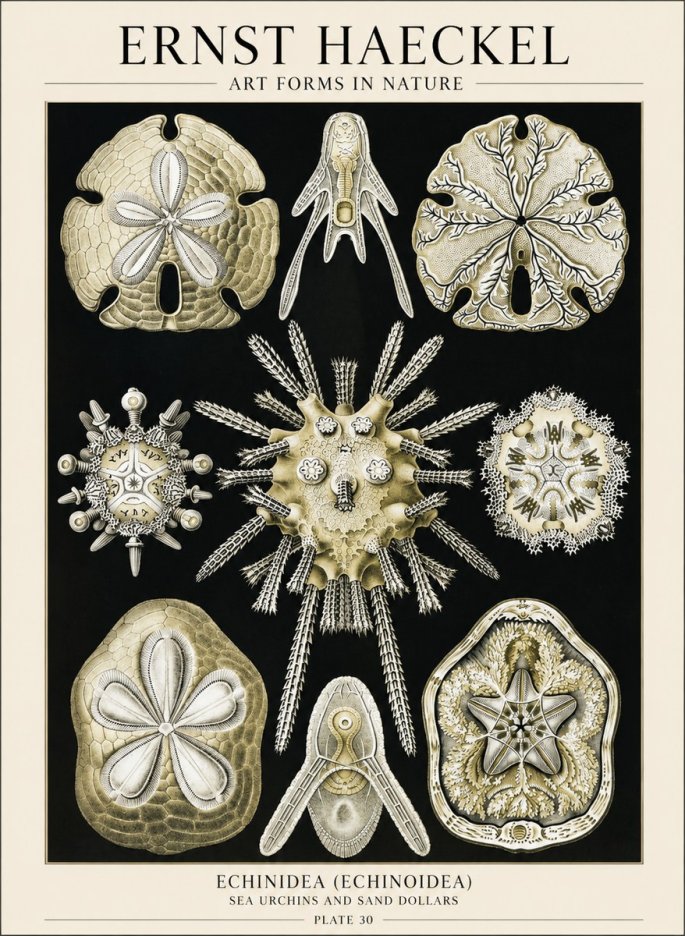 Ernst Haeckel Echinidea — Sea Urchins No6 - Plakát
