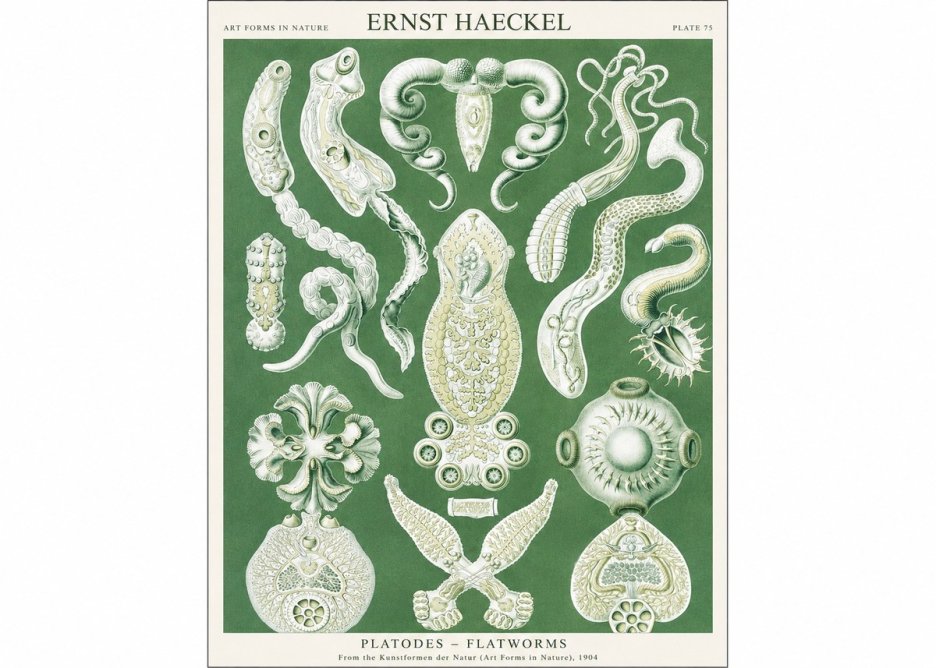 Ernst Haeckel Platodes – Flatworms No1 - Plakát