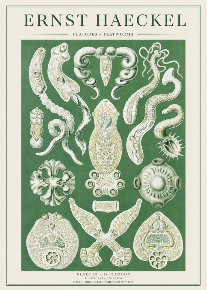 Ernst Haeckel Platodes – Flatworms No2 - Plakát