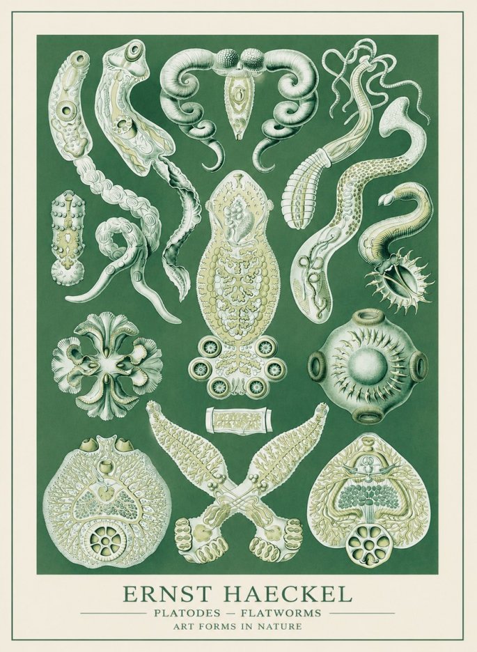 Ernst Haeckel Platodes – Flatworms No3 - Plakát
