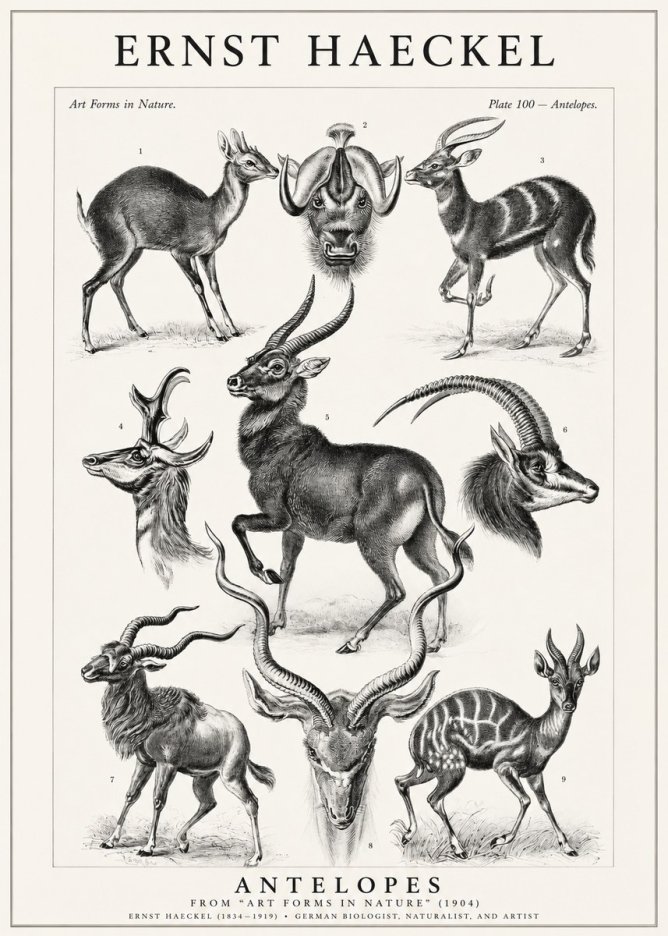 Ernst Haeckel Antelopes No1 - Plakát