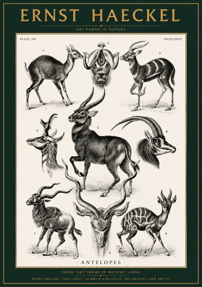 Ernst Haeckel Antelopes No2 - Plakát