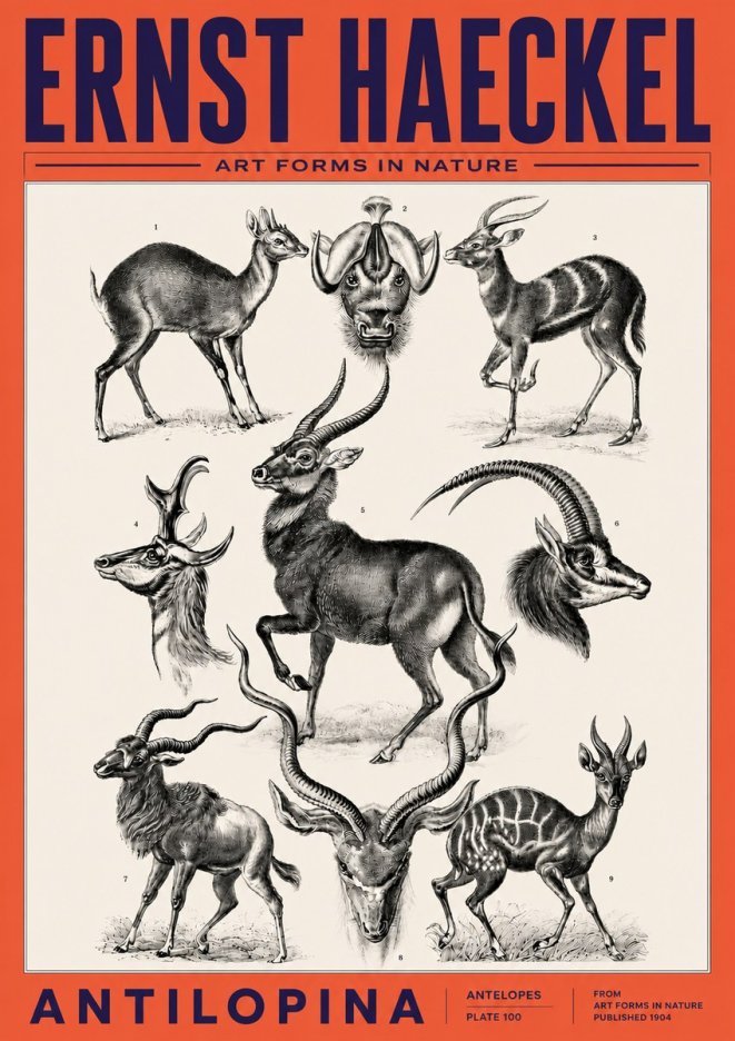 Ernst Haeckel Antelopes No6 - Plakát