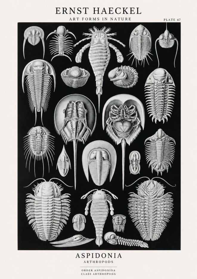 Ernst Haeckel Aspidonia No1 - Plakát
