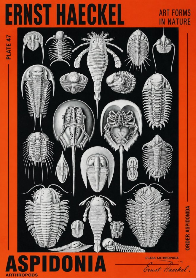 Ernst Haeckel Aspidonia No2 - Plakát