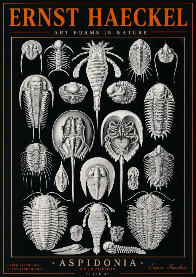 Ernst Haeckel Aspidonia No5 - Plakát