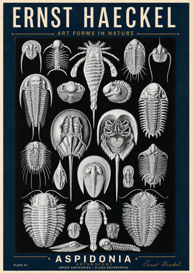 Ernst Haeckel Aspidonia No6 - Plakát