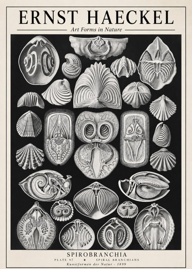 Ernst Haeckel Spirobranchia No1 - Plakát