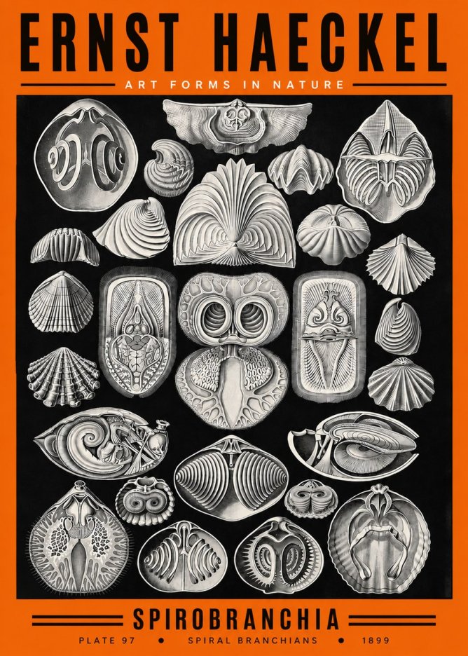 Ernst Haeckel Spirobranchia No2 - Plakát