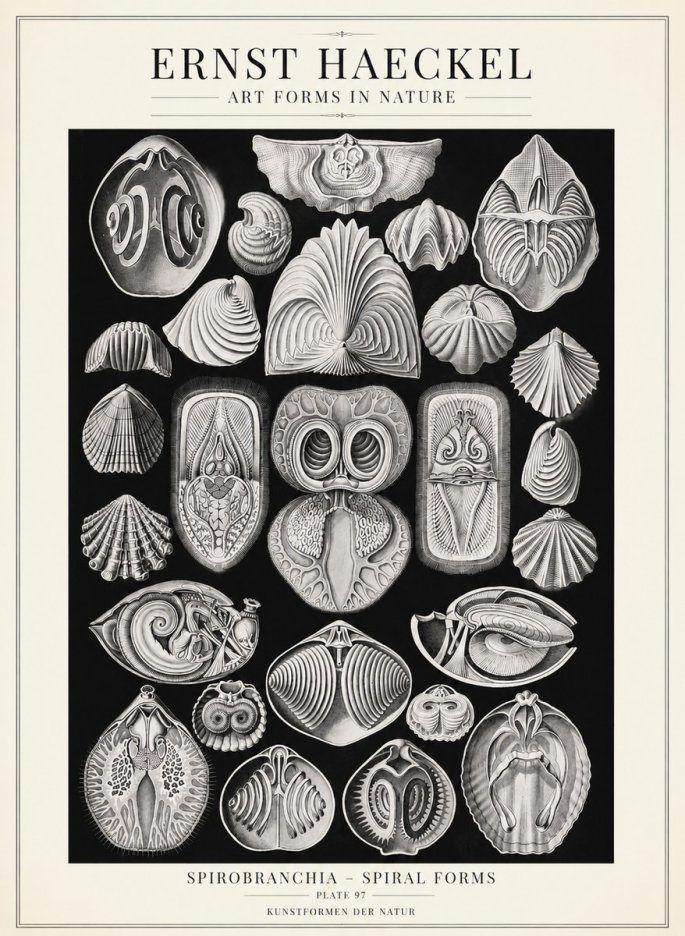 Ernst Haeckel Spirobranchia No4 - Plakát