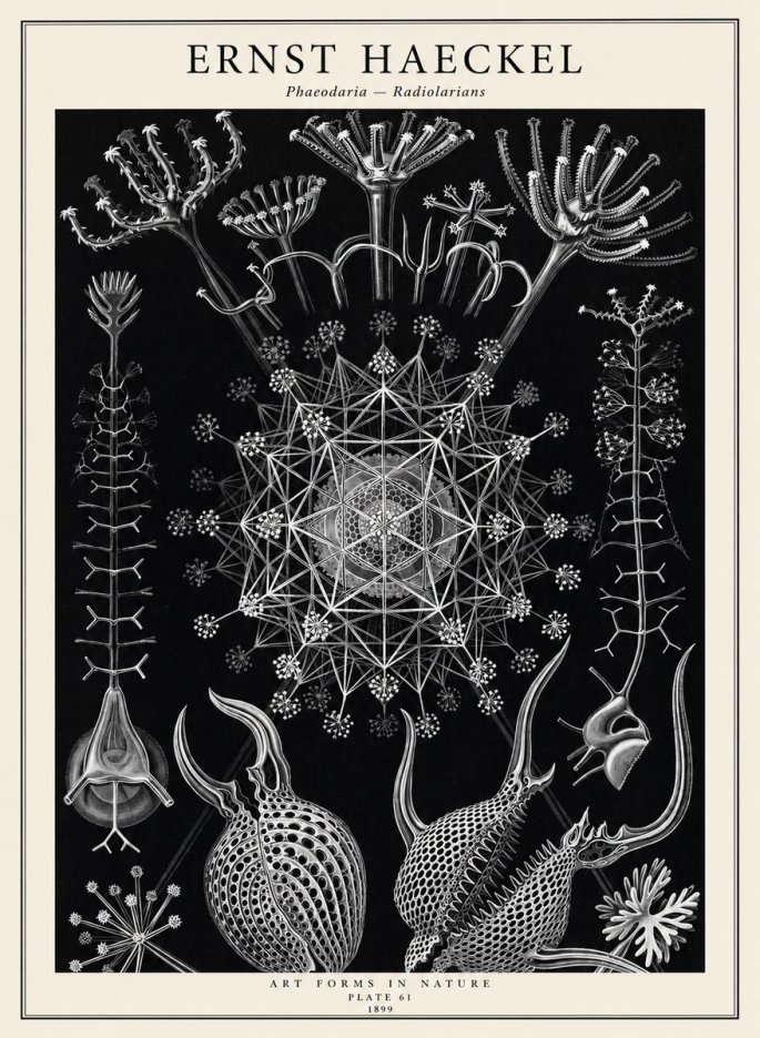 Ernst Haeckel Phaeodaria Radiolarians - Plate 61 No2 - Plakát