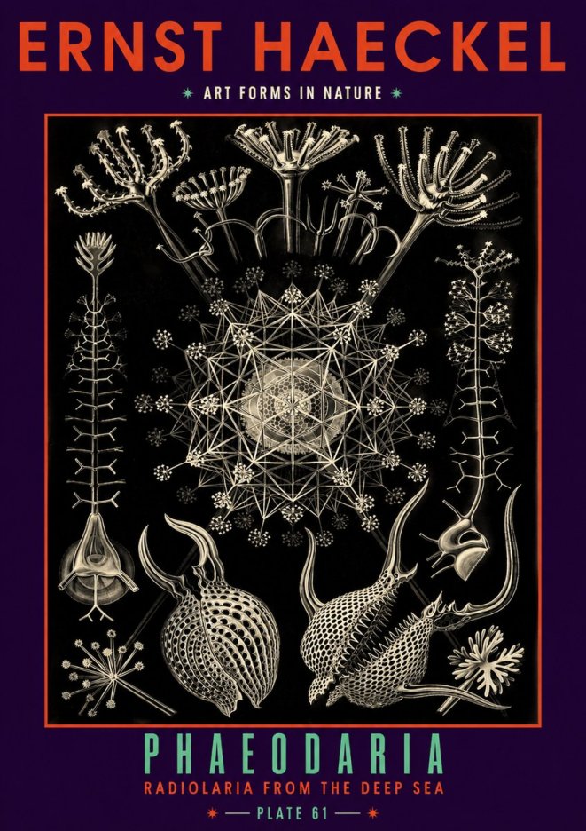 Ernst Haeckel Phaeodaria Radiolarians - Plate 61 No6 - Plakát