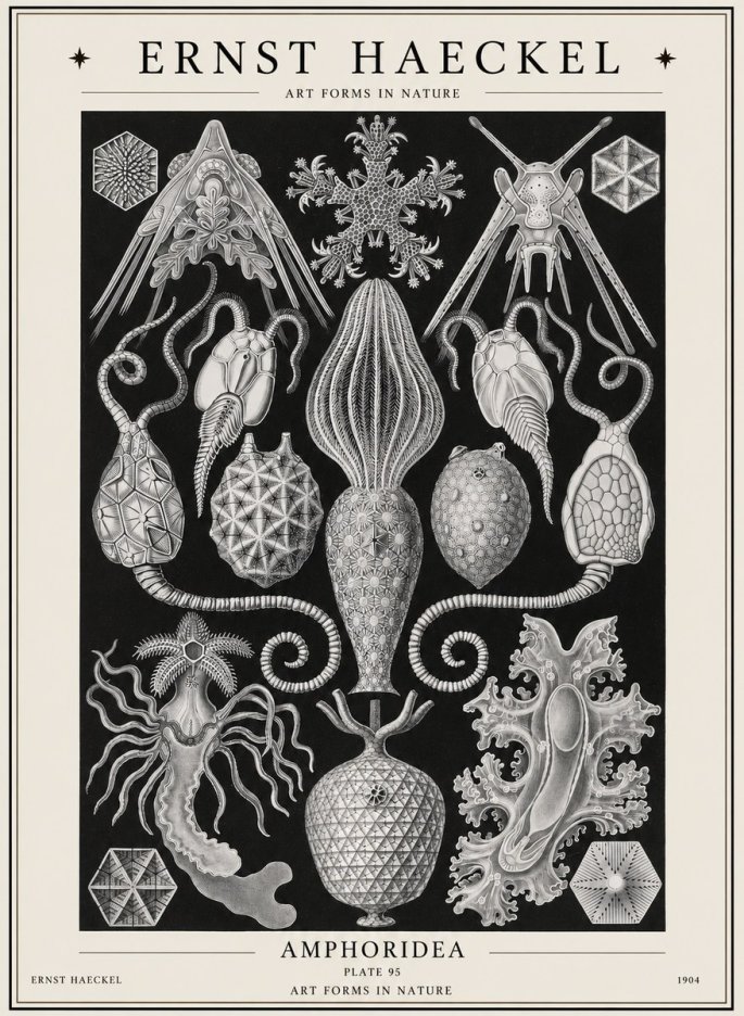 Ernst Haeckel Amphoridea No1 - Plakát