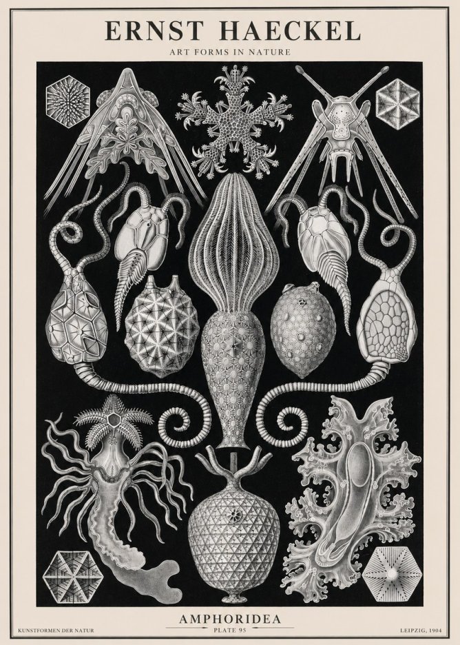 Ernst Haeckel Amphoridea No2 - Plakát