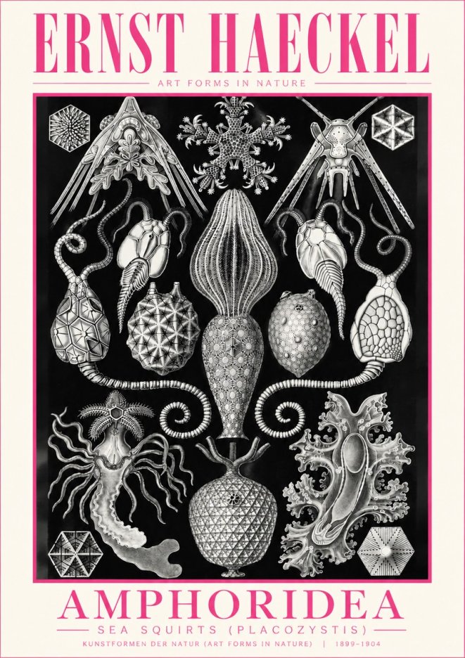 Ernst Haeckel Amphoridea No5 - Plakát