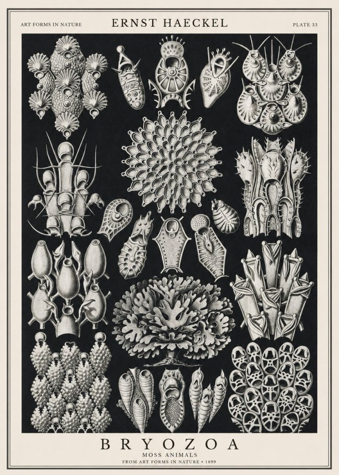 Ernst Haeckel Bryozoa No1 - Plakát