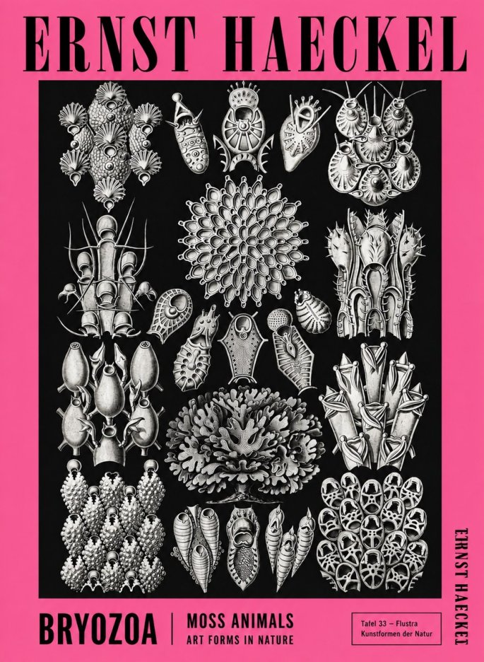 Ernst Haeckel Bryozoa No4 - Plakát