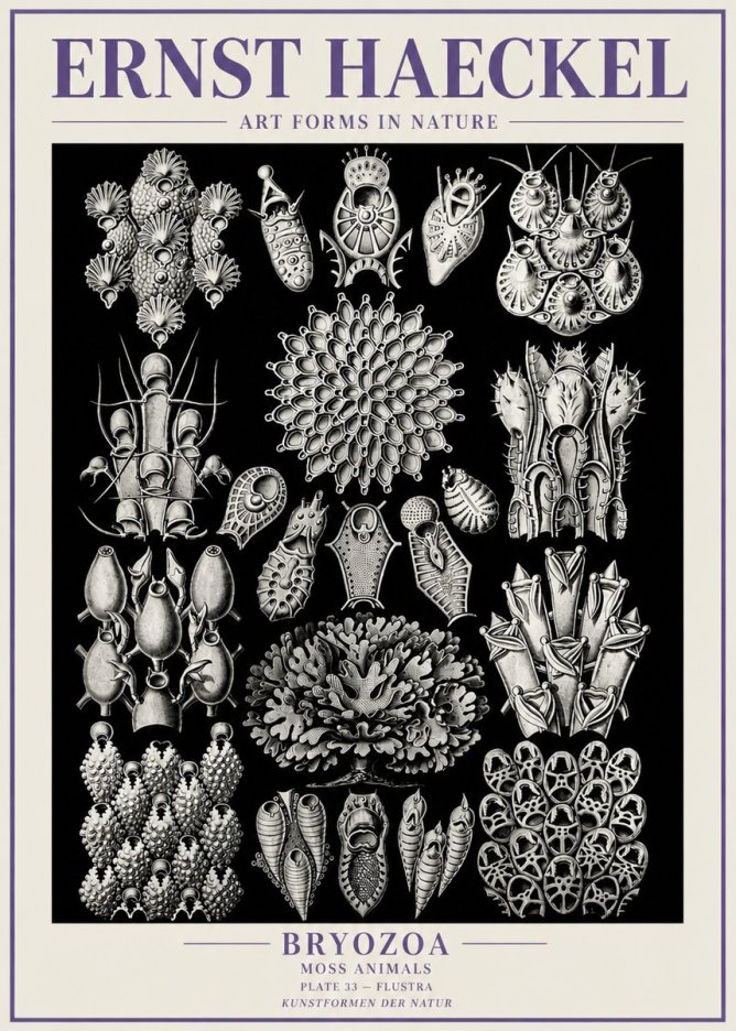Ernst Haeckel Bryozoa No6 - Plakát