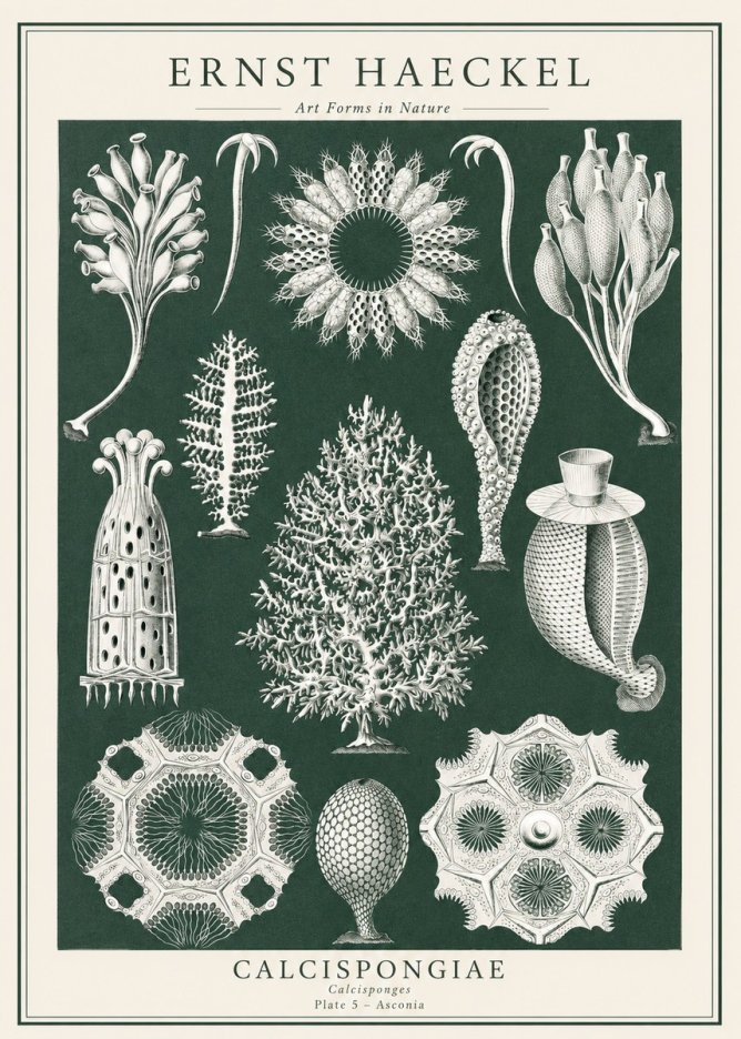 Ernst Haeckel Calcispongiae - Calcisponiges - Plate 5 - Asconia No1 - Plakát