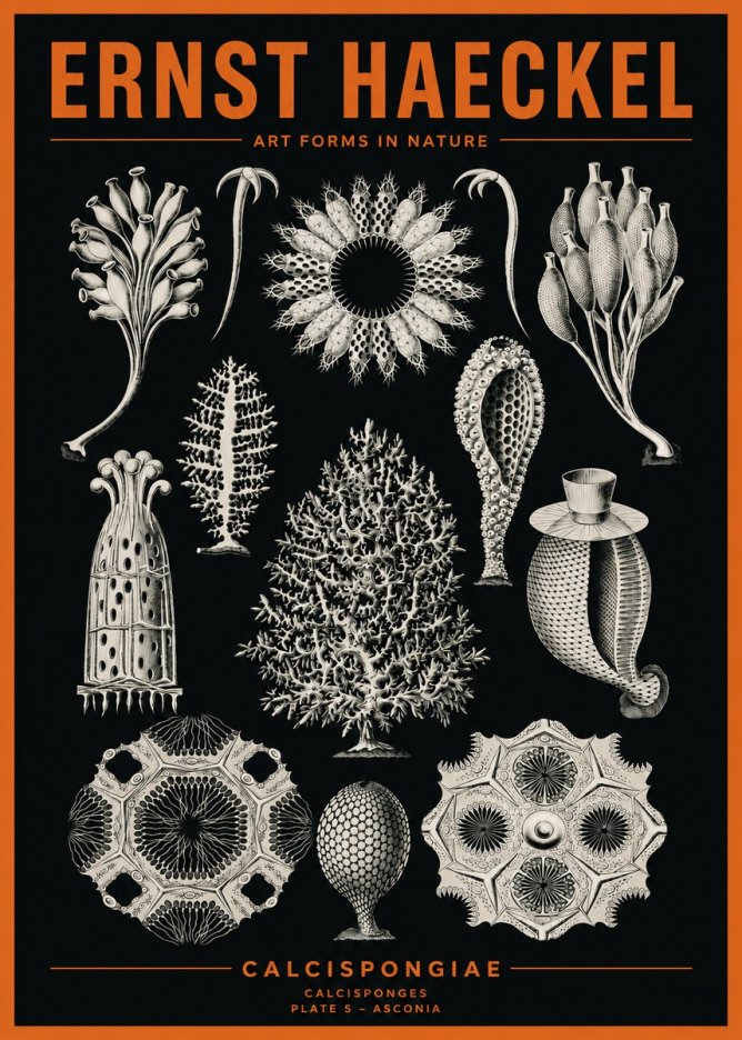 Ernst Haeckel Calcispongiae - Calcisponiges - Plate 5 - Asconia No2 - Plakát