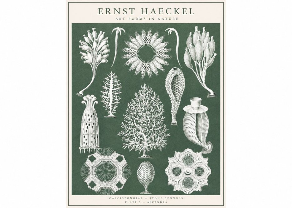Ernst Haeckel Calcispongiae - Calcisponiges - Plate 5 - Asconia No3 - Plakát