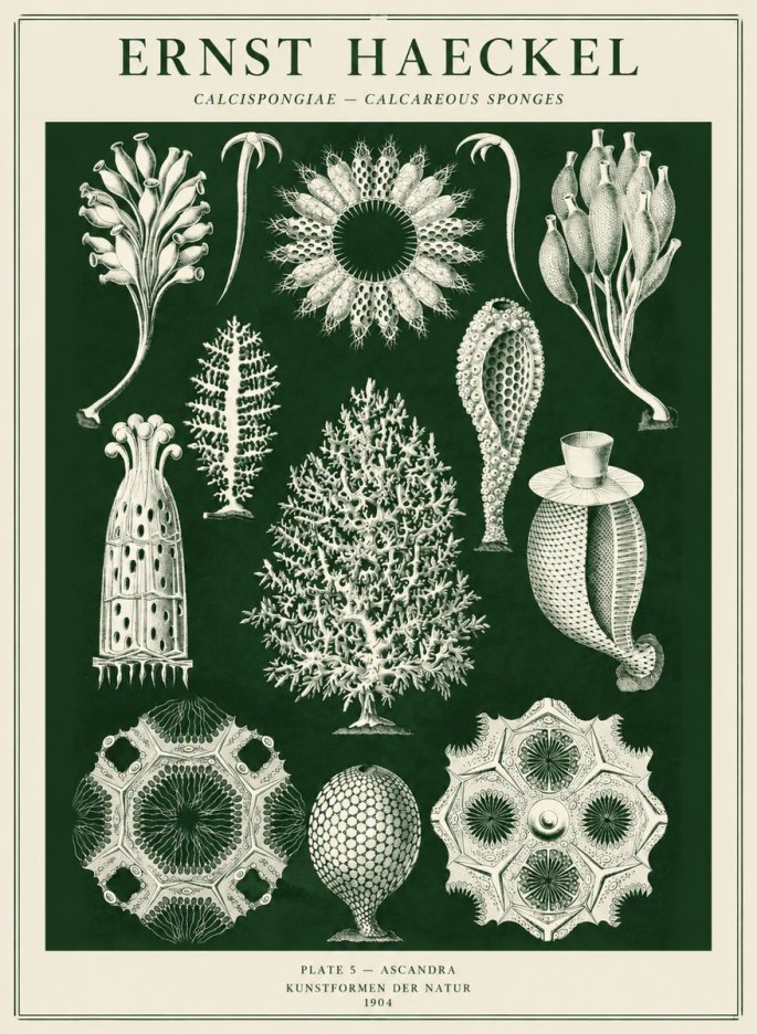 Ernst Haeckel Calcispongiae - Calcisponiges - Plate 5 - Asconia No5 - Plakát