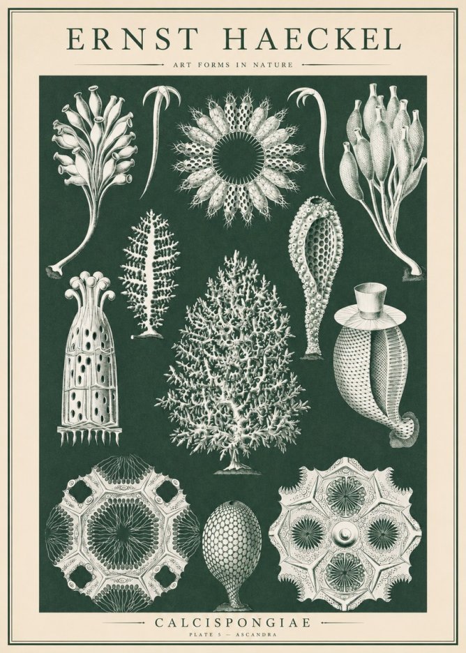 Ernst Haeckel Calcispongiae - Calcisponiges - Plate 5 - Asconia No6 - Plakát