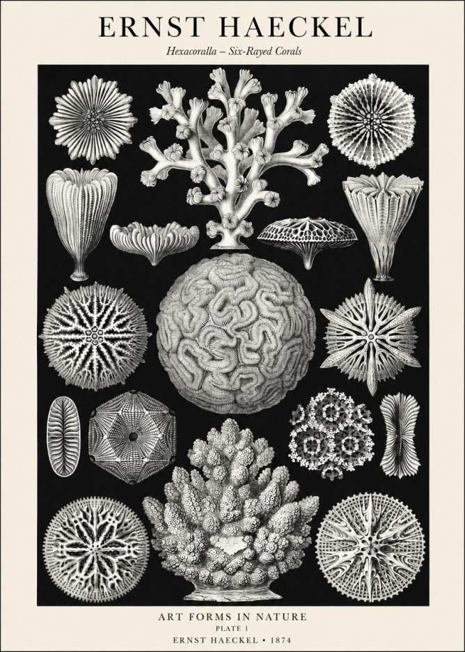 Ernst Haeckel Hexacoralla – Six-rayed Corals No1 - Plakát